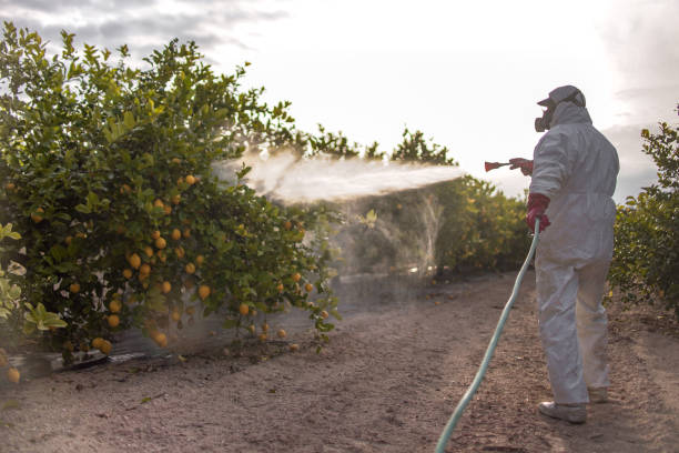 Best Spider Control Near Me  in Rainbow Lakes Estates, FL