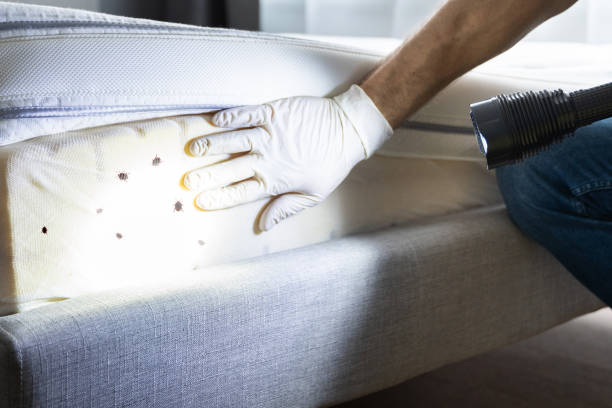 Professional Pest Control in Rainbow Lakes Estates, FL