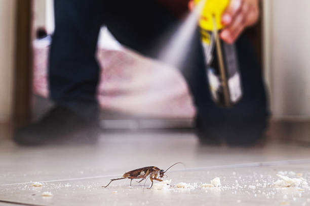 Best Local Pest Control Services  in Rainbow Lakes Estates, FL