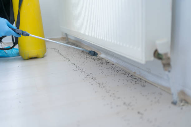 Best Best Pest Control Companies  in Rainbow Lakes Estates, FL