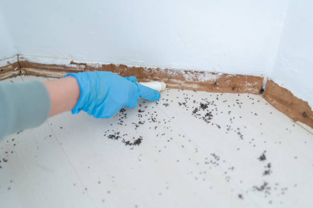 Best Pest Removal Services  in Rainbow Lakes Estates, FL