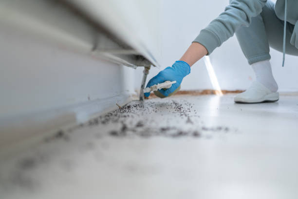 Best Wasp Removal Services  in Rainbow Lakes Estates, FL
